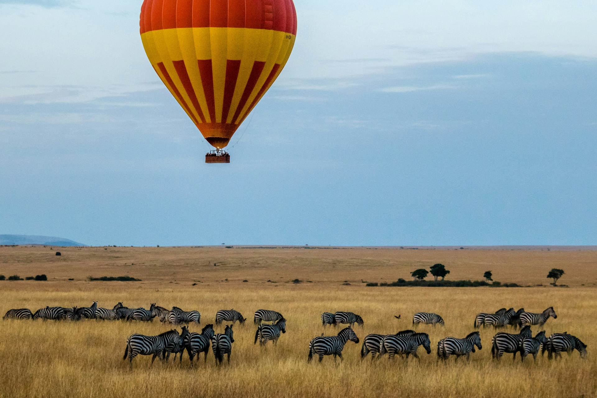 A picture of a hot air balloon ride, over Zebras in Kenya.