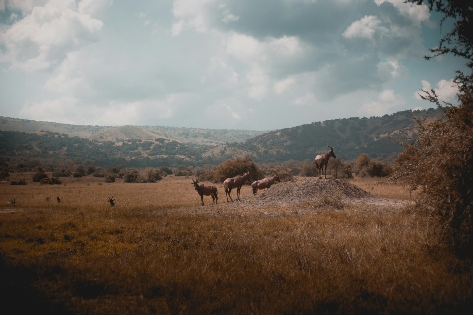 Picture of wildlife in Rwanda