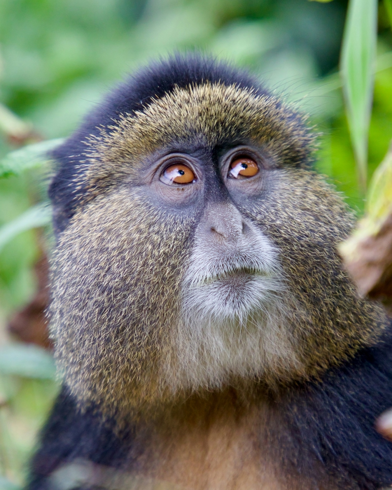 A picture of a monkey in Rwanda