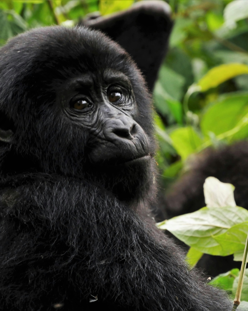 Picture of a baby Gorilla in Uganda